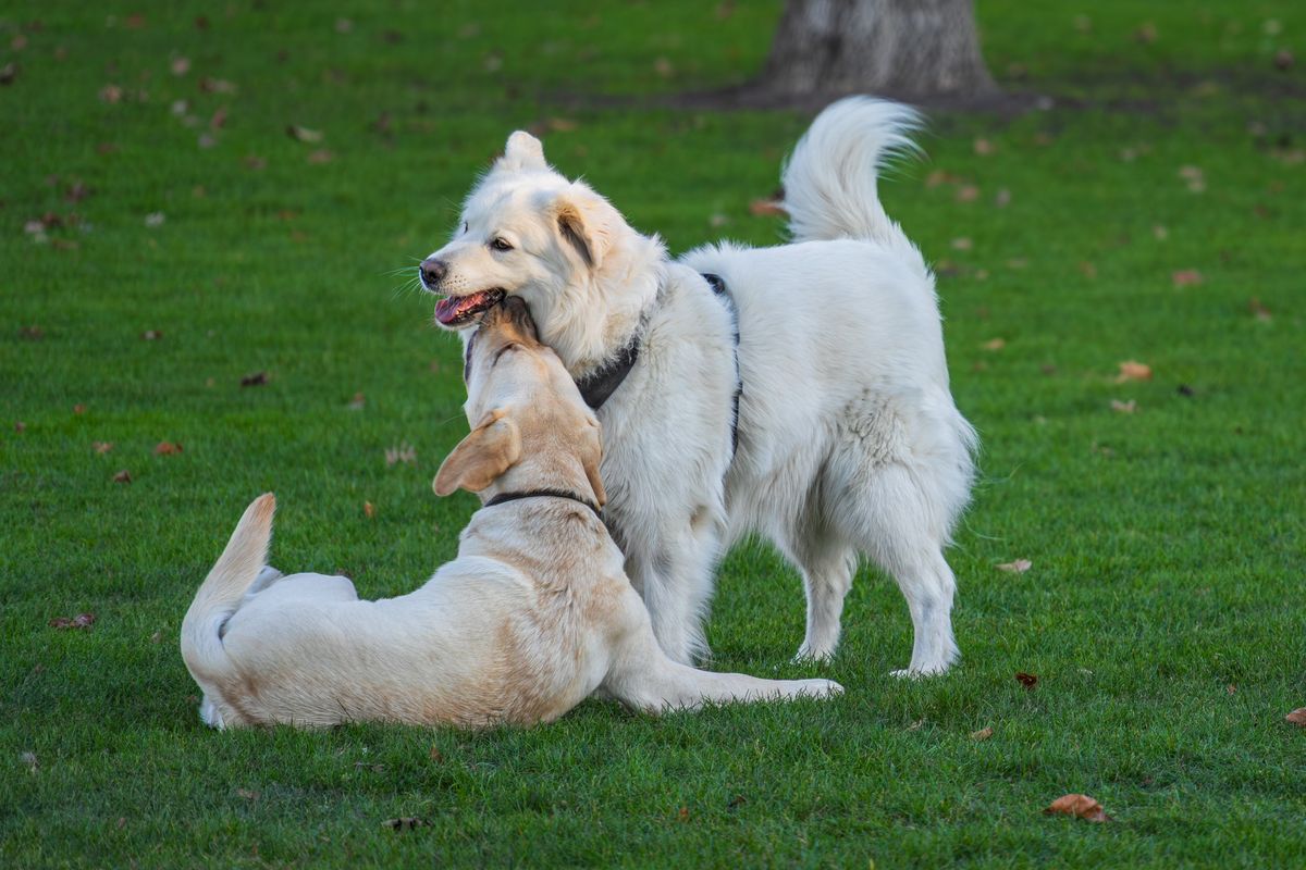 大型犬同士がじゃれ合う様子