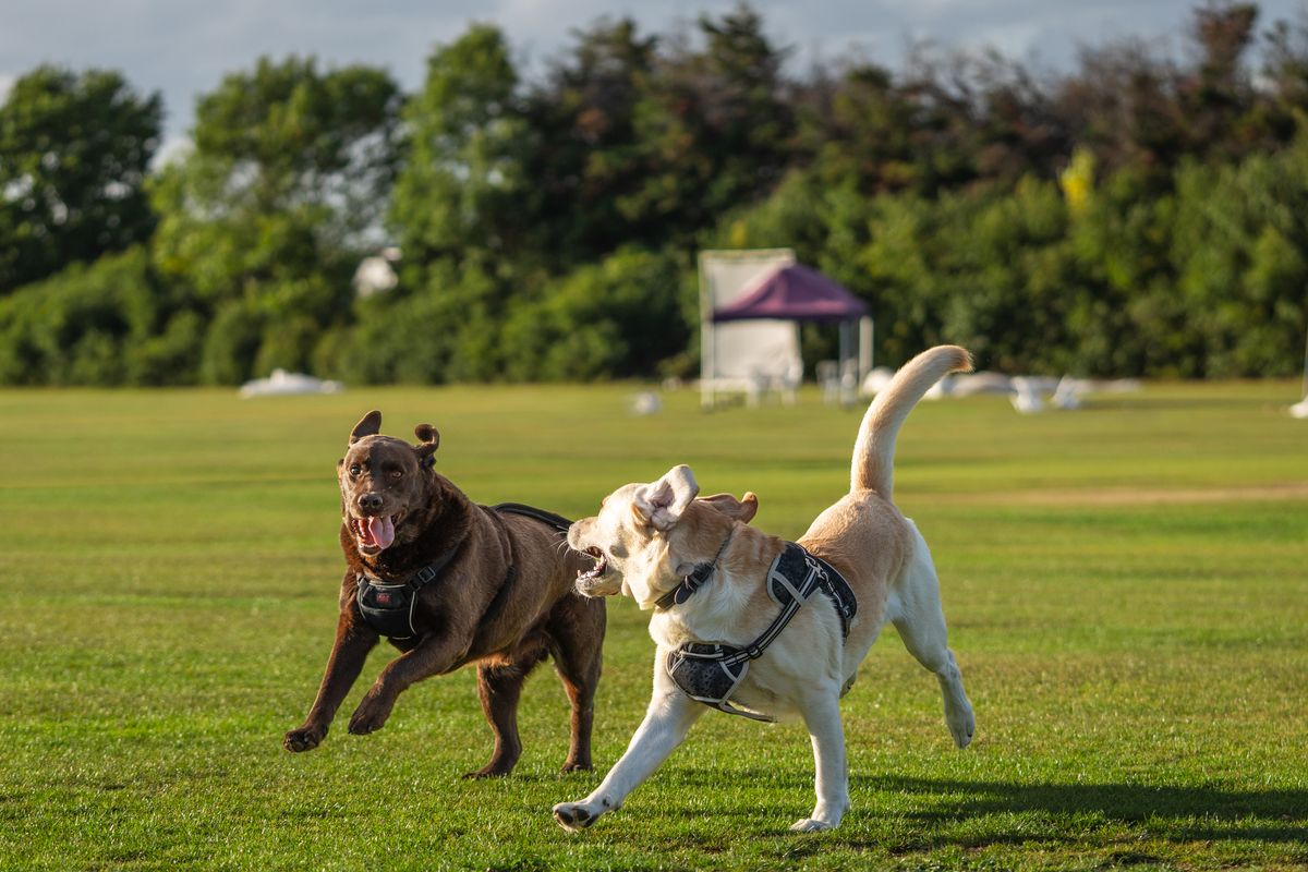 楽しそうに走り回る大型犬たち
