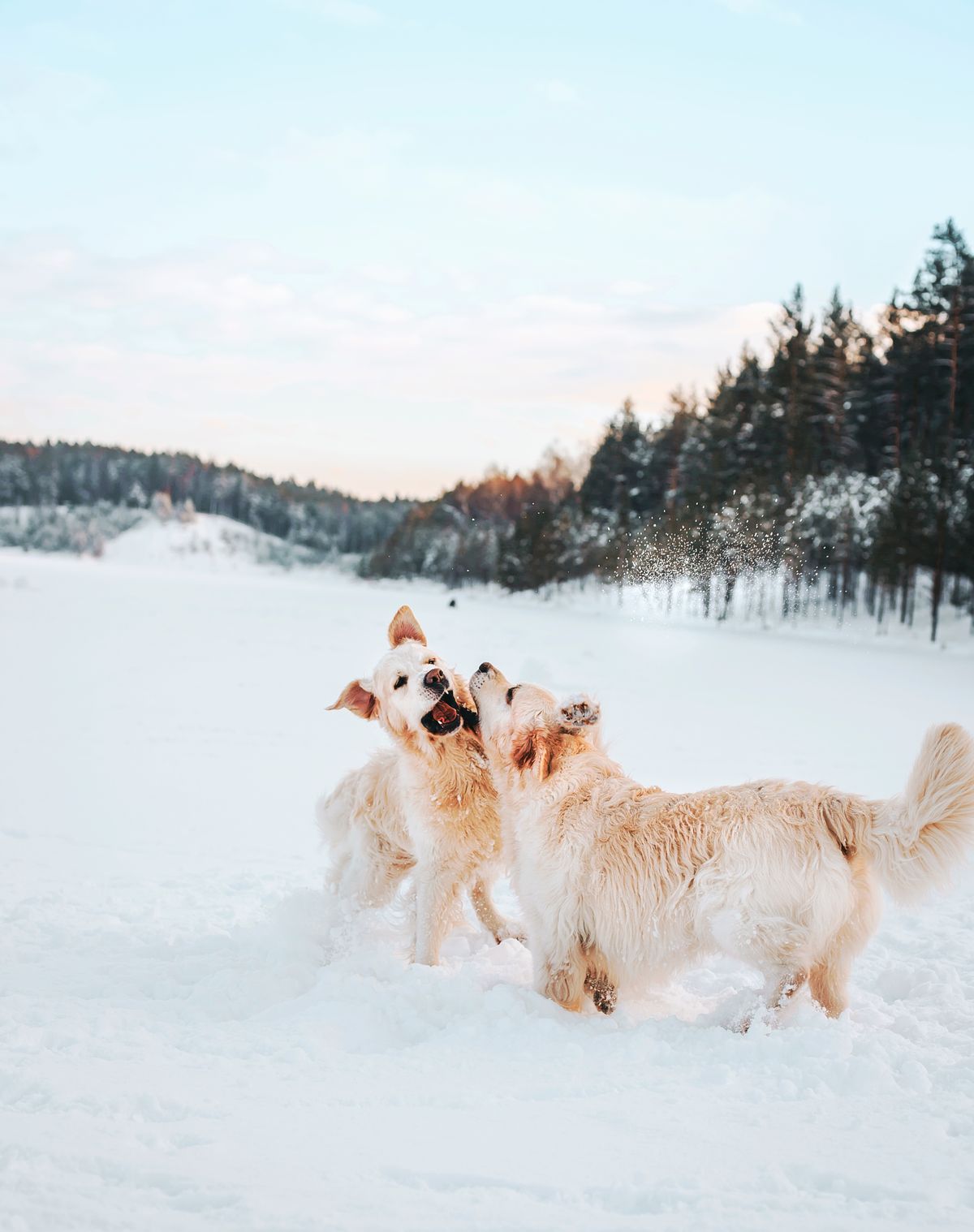 雪の中でじゃれ合う大型犬たち