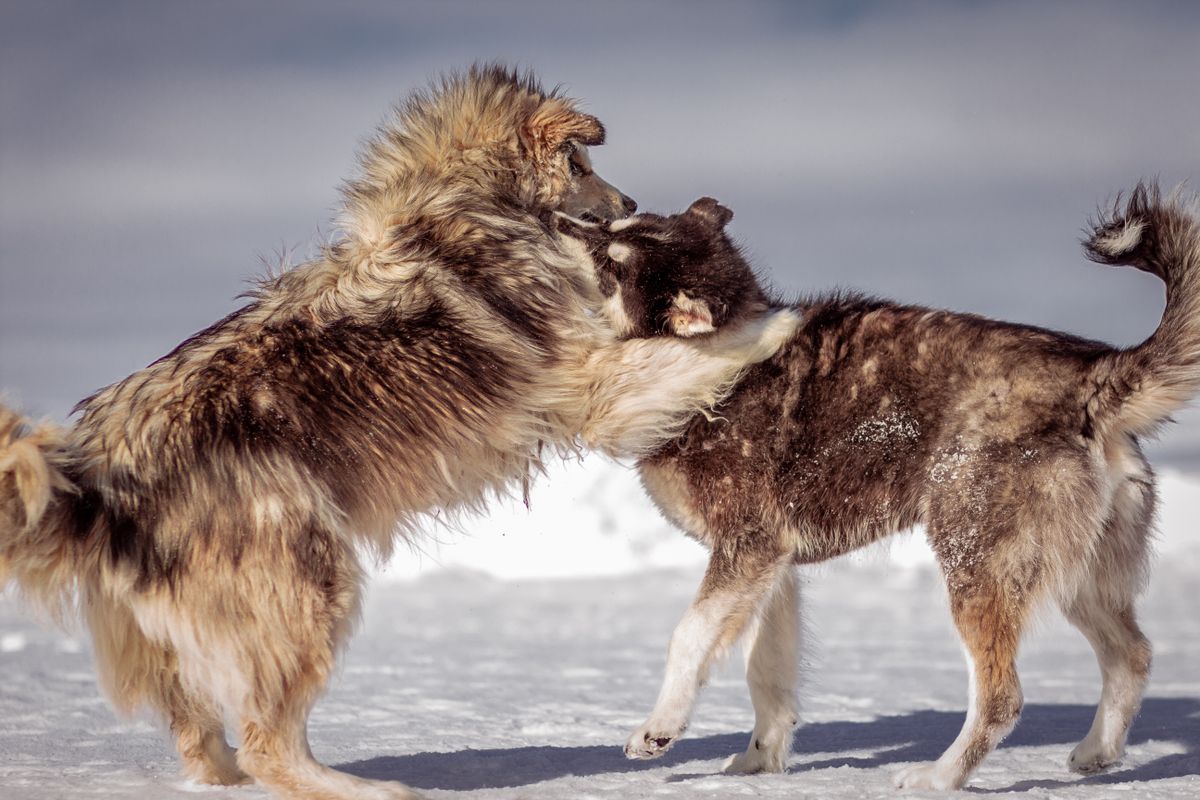 もふもふな大型犬同士のじゃれ合い