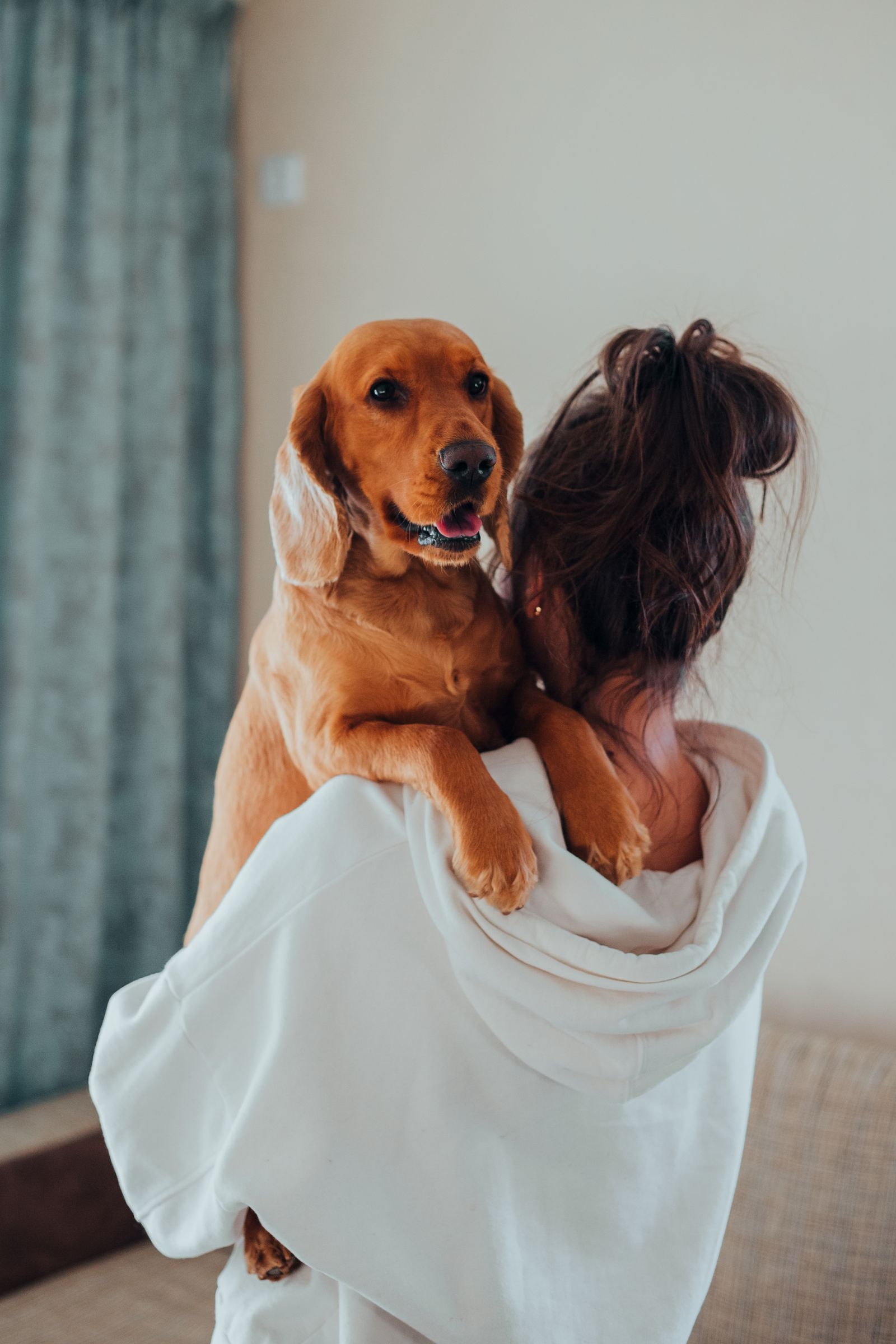 でかもふ CAFE 店内でお客様と大型犬が楽しそうにふれあう様子